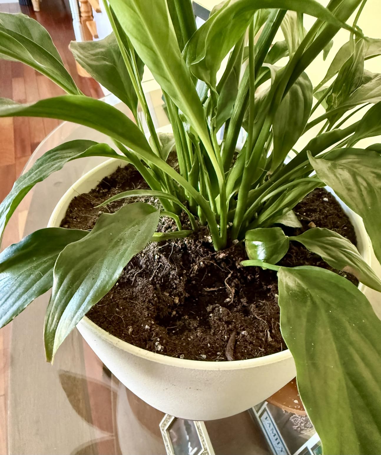 8/10/12 Inch Self Watering Pots for Indoor/Outdoor Plants | Large Plastic Planter with Drainage Holes, Water Level Indicator & Deep Reservoir, Modern Decorative Flower Pots, White customer photo 1