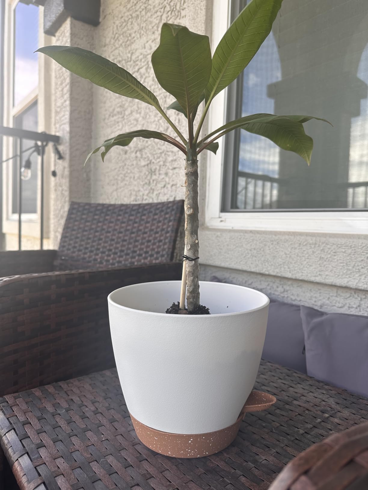8/10/12 Inch Self Watering Pots for Indoor/Outdoor Plants | Large Plastic Planter with Drainage Holes, Water Level Indicator & Deep Reservoir, Modern Decorative Flower Pots, White customer photo 2