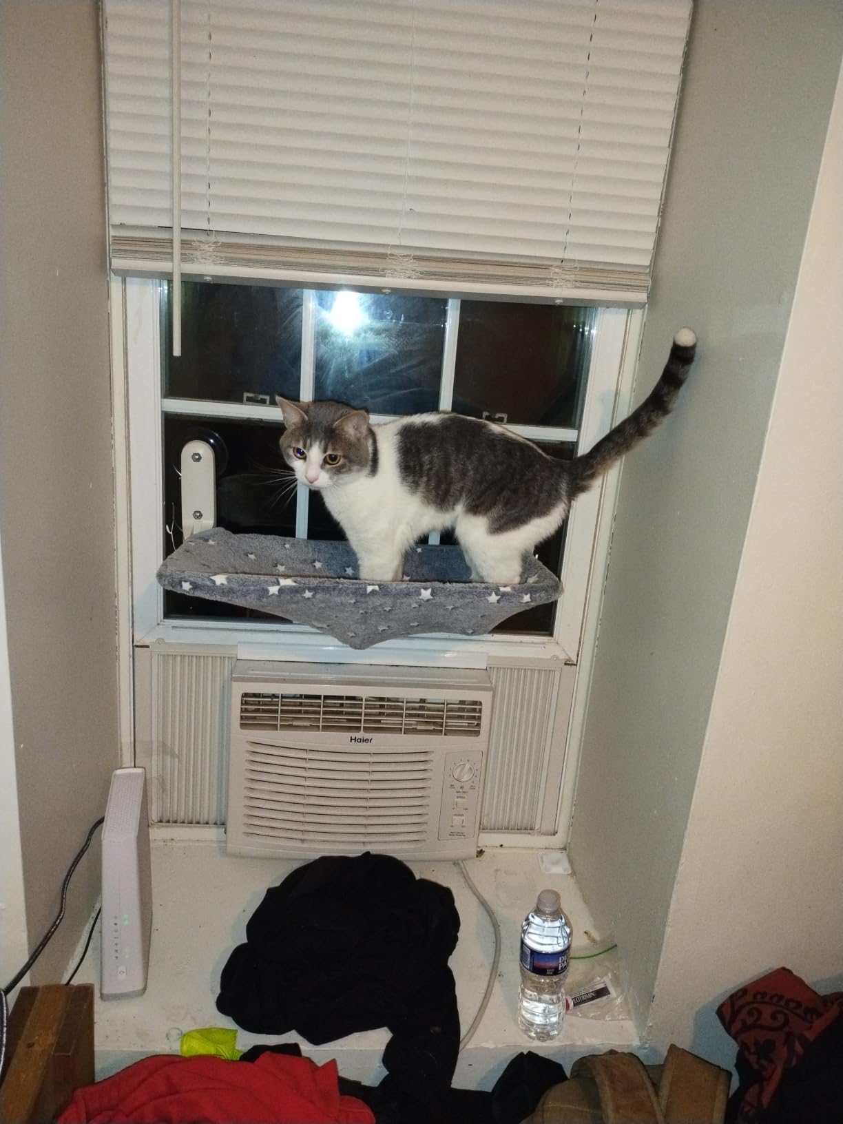 Zoratoo Glow in the Dark Cat Window Perch, Foldable Cordless Pet Hammock, M | Glowing Stars Fabric, Sturdy Metal Frame, Removable for Machine Wash, Comfortable Sunken Design Resting Seat for Indoor Cats customer photo 1
