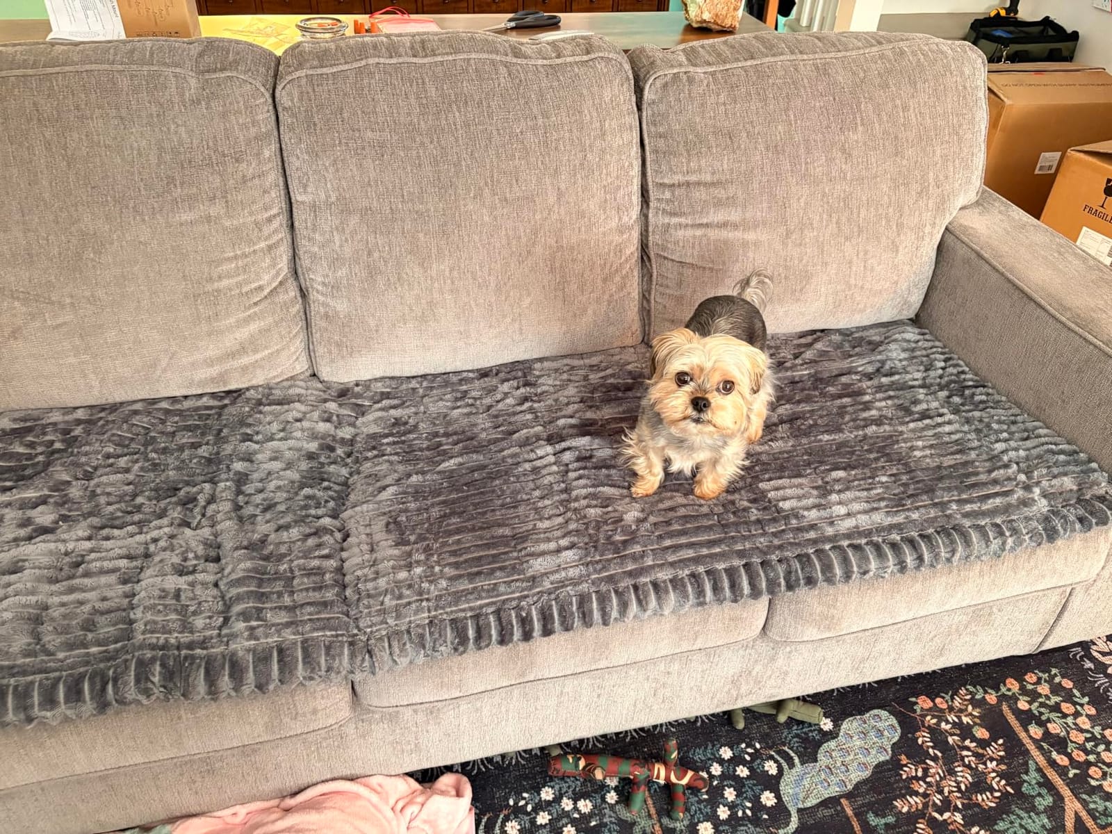 ZQFFB Couch Cover for Dogs Washable Non-Slip Pet Friendly Sofa Protector | Multiple Sizes Dog Blanket Fit Sectional Sofas & Loveseats, Prevents Pet Hair, Scratches & Stains customer photo 2
