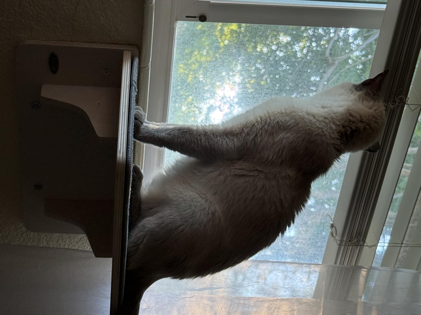 Pecute 2-in-1 Cat Window Perch & Wall Shelves, Cat Hammock Window 16