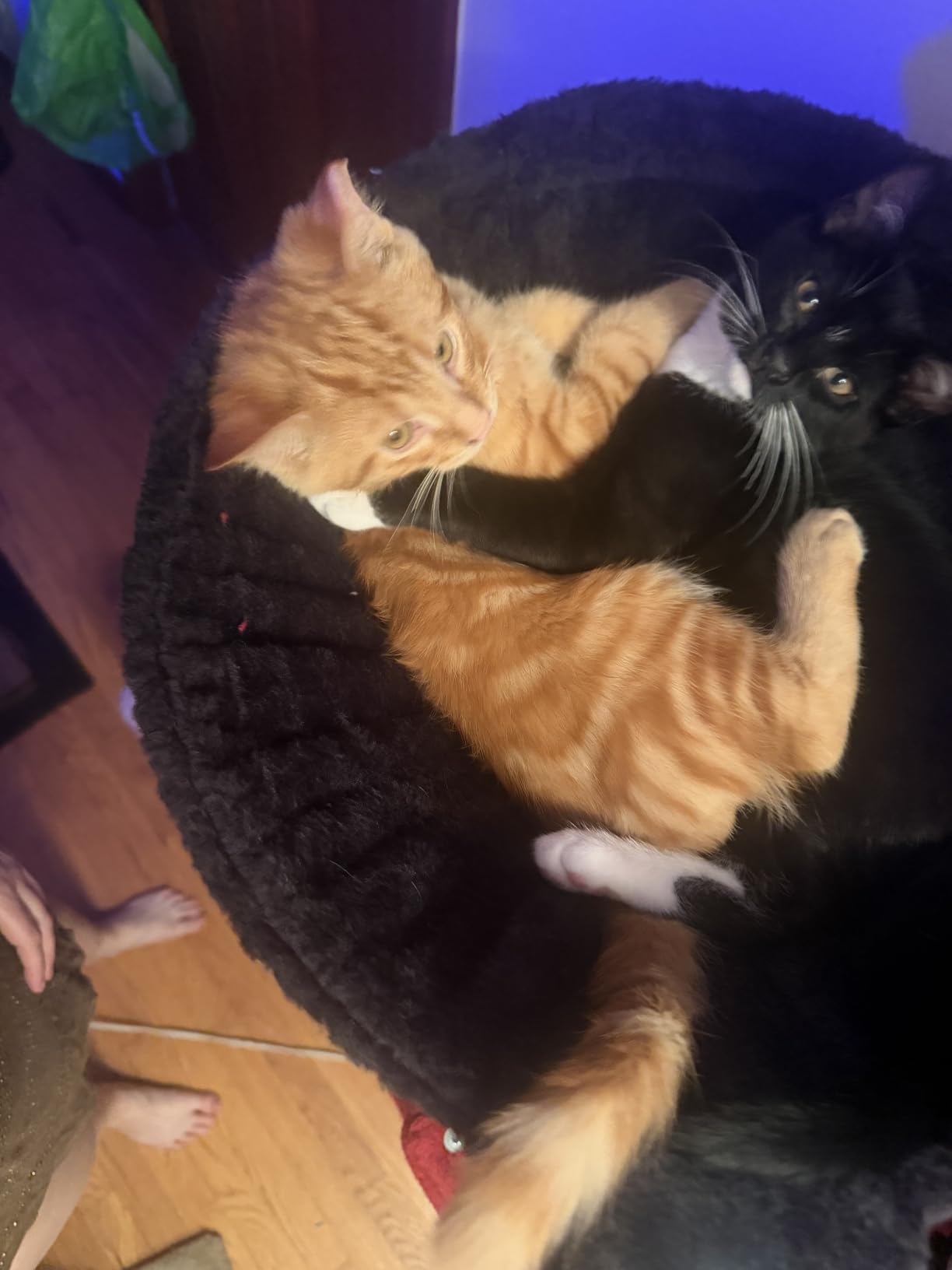 Gitelsnour Maine Coon Cat Tree, Heavy Duty Cat Tower for 20 lbs+ Cats, GCT033G with 2 Large Condos, 15 Scratching Posts, Big Top Perch, 2 Safe Railing Wooden Platforms, Hammock, Smoky Gray customer photo 2
