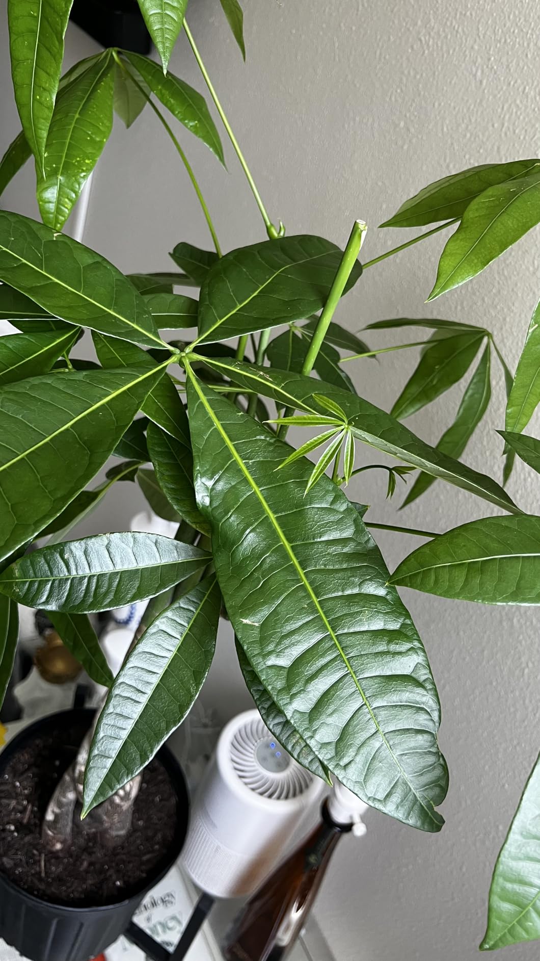 Costa Farms Money Tree, Live Indoor Plant, Braided Trunk, Easy Care | Braided good-luck tree, low-maintenance and forgiving. Great indoor houseplant. Ideal housewarming or birthday gift. customer photo 1
