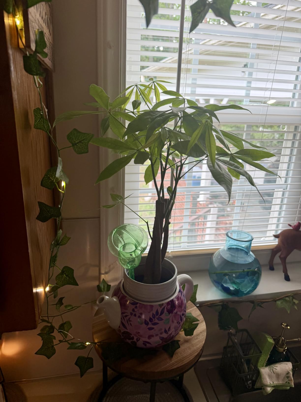 Costa Farms Money Tree, Live Indoor Plant, Braided Trunk, Easy Care | Braided good-luck tree, low-maintenance and forgiving. Great indoor houseplant. Ideal housewarming or birthday gift. customer photo 2