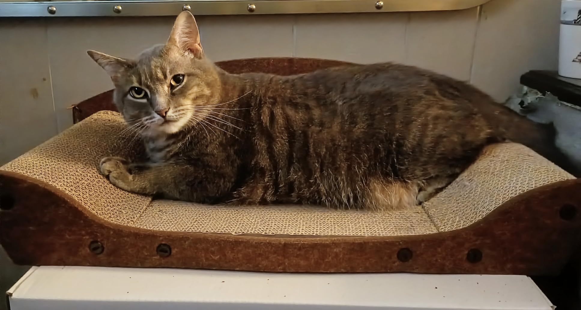 ZOMISIA 26'' Cardboard Cat Scratcher Bed for Indoor Cats | Orthopedic Cat Scratcher Couch, Large Scratching Board with Bells, Lounger Scratch Pad with Felt Panel, Furniture Protector customer photo 1