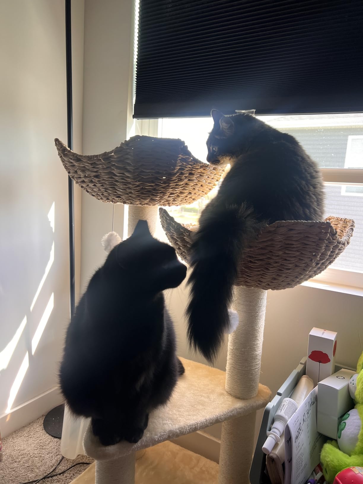 SHENGOCASE Modern Cat Tree Tower, Wooden Condo, 3 Large Rattan Wicker Basket Beds, Window Perch for Cats up to 20 lbs customer photo 2