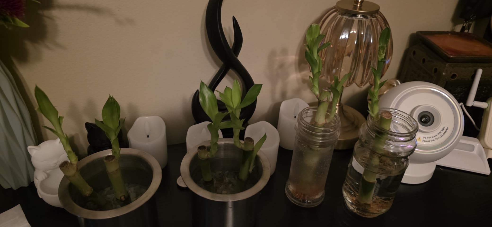 3 Stalks Lucky Bamboo Plants Indoor Live - Multi-Height Set (2x4 & 1x6) for Good Luck & Prosperity - Easy Care Houseplant, Home Office Decor Gift Ready customer photo 1