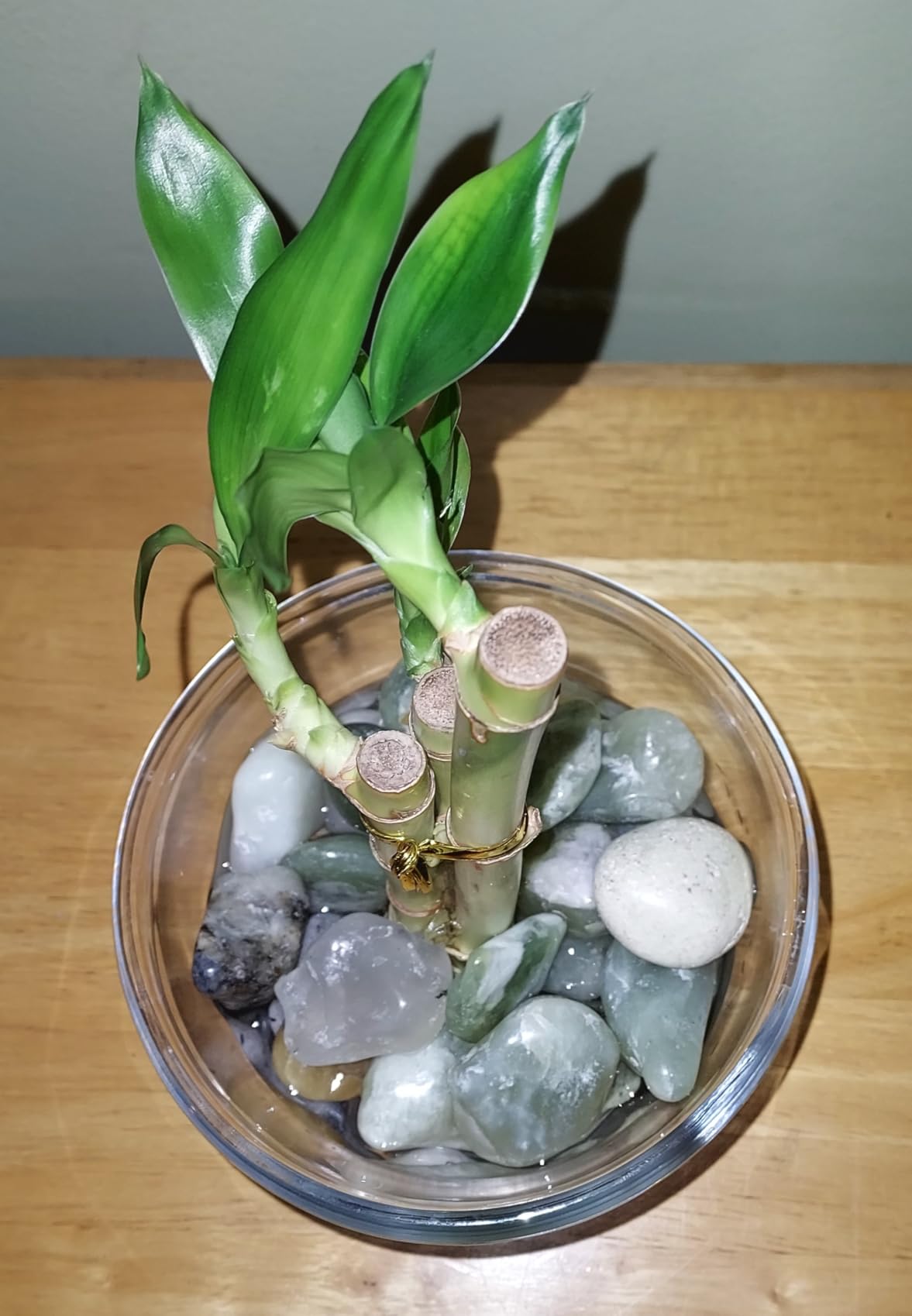 3 Stalks Lucky Bamboo Plants Indoor Live - Multi-Height Set (2x4 & 1x6) for Good Luck & Prosperity - Easy Care Houseplant, Home Office Decor Gift Ready customer photo 2