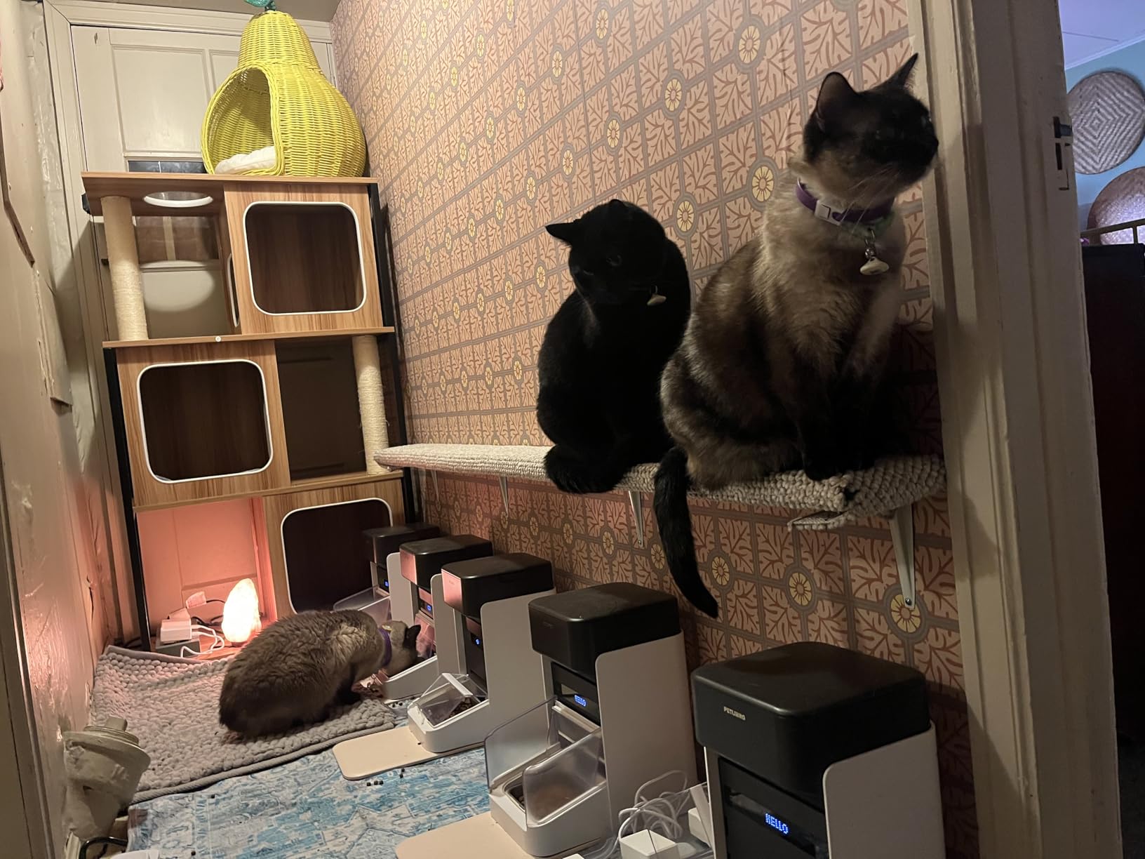 PETLIBRO RFID Automatic Cat Feeder, Collar Sensor for Personalized Meals, Cats Recognition, Diet Tracking and Anti-Stealing for Multi-Pets Homes and Different Diets, Wi-Fi Programmable Food Dispenser customer photo 2