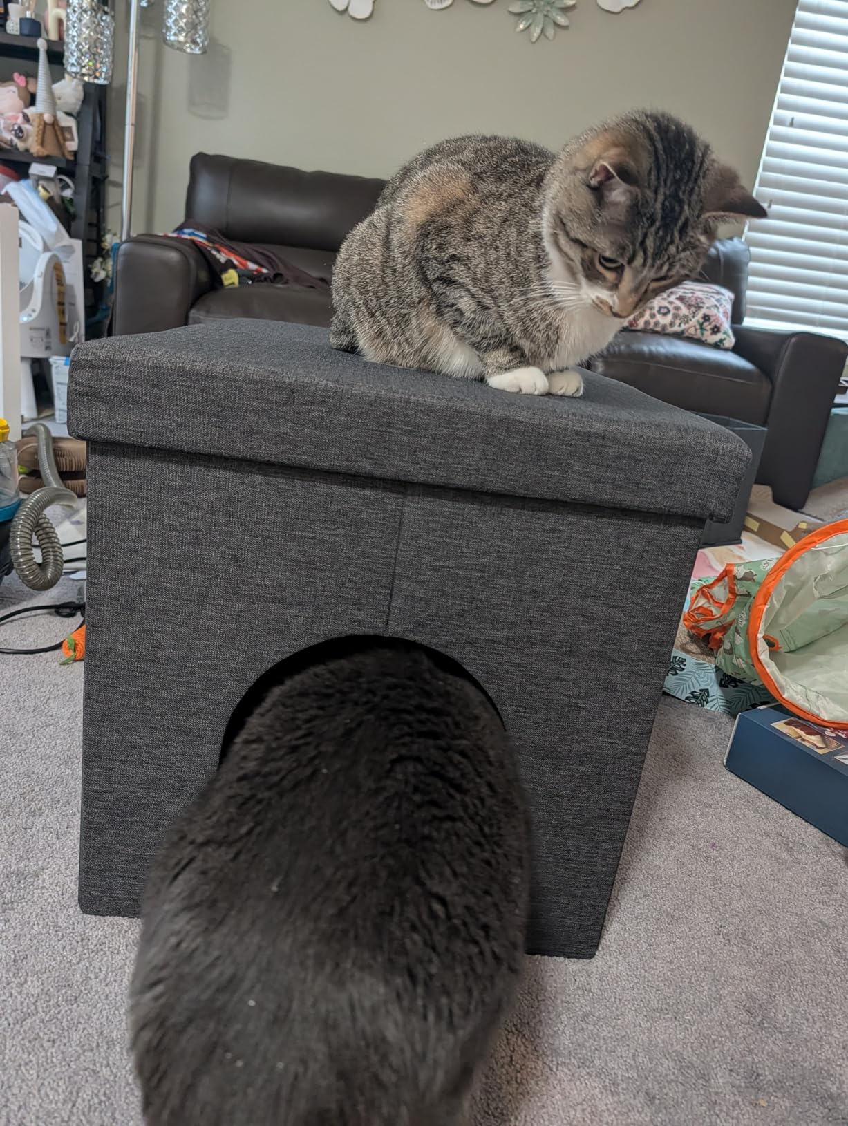 3-in-1 Cat Litter Box Enclosure with Odor Control, Multi-Functional Hidden Litter Box Furniture Bench, Dog Proof, Space-Saving Ottoman Cabinet with Flip-Up Lid, Storage Footrest, Dark Grey customer photo 1