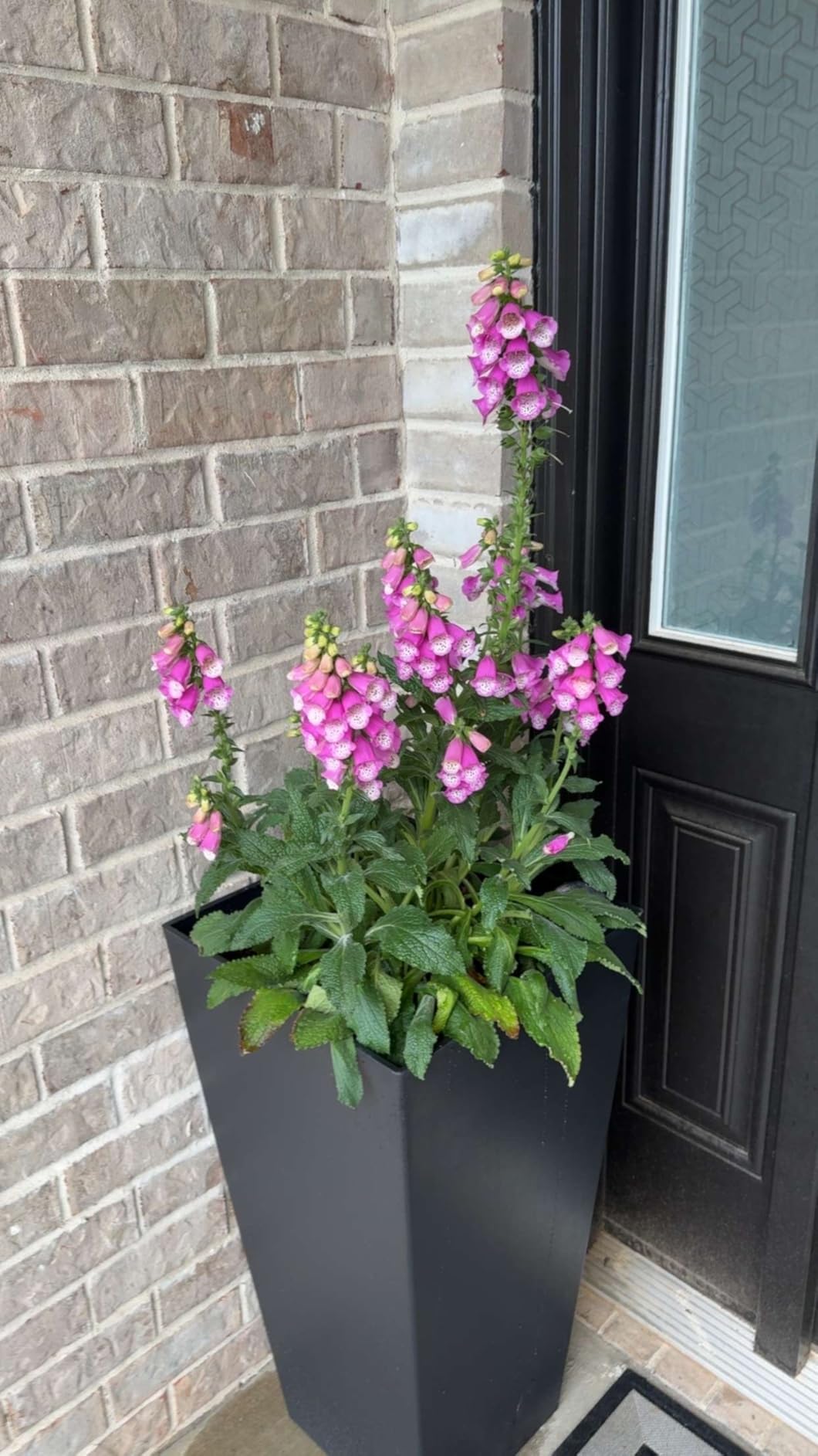 Tall Outdoor Planter 30 Inch 2-Pack, Tapered Design with Drainage Holes customer photo 2