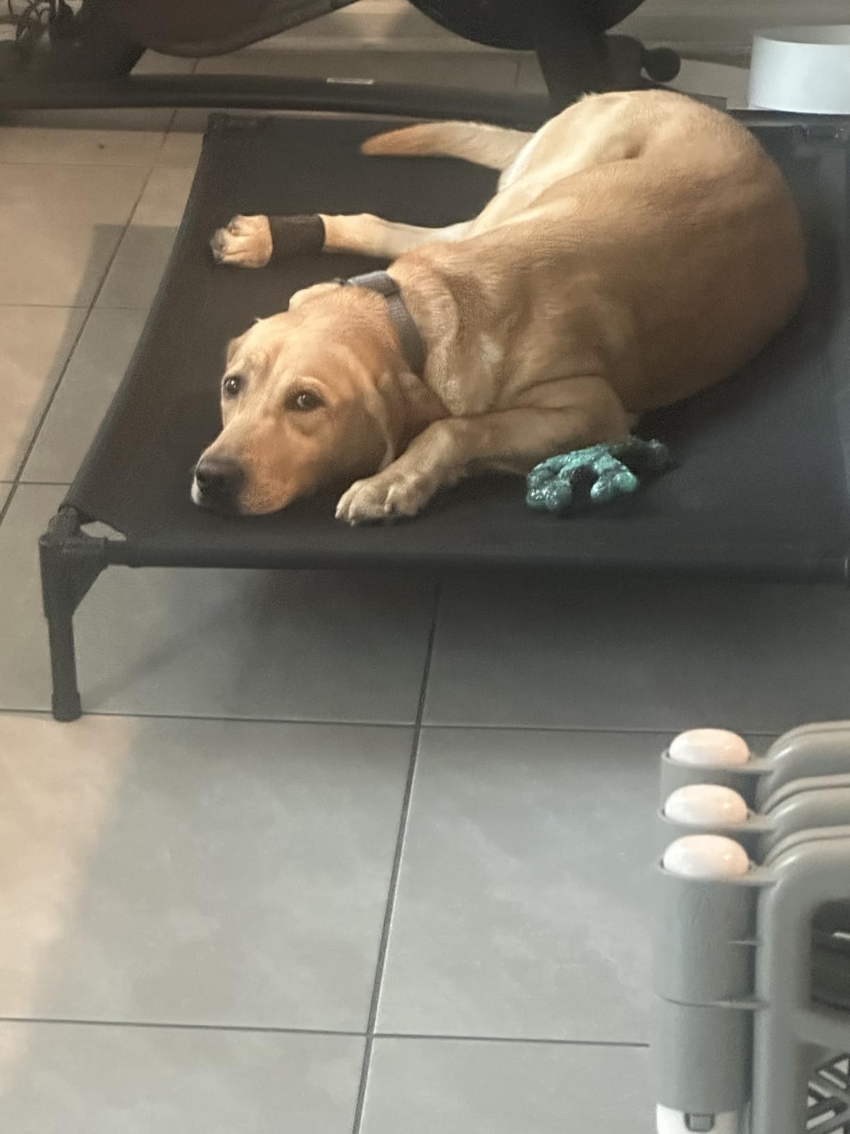 Garnpet Elevated Dog Bed for Large Dogs, Raised Dog Cot Fits Up to 120 LBs customer photo 1