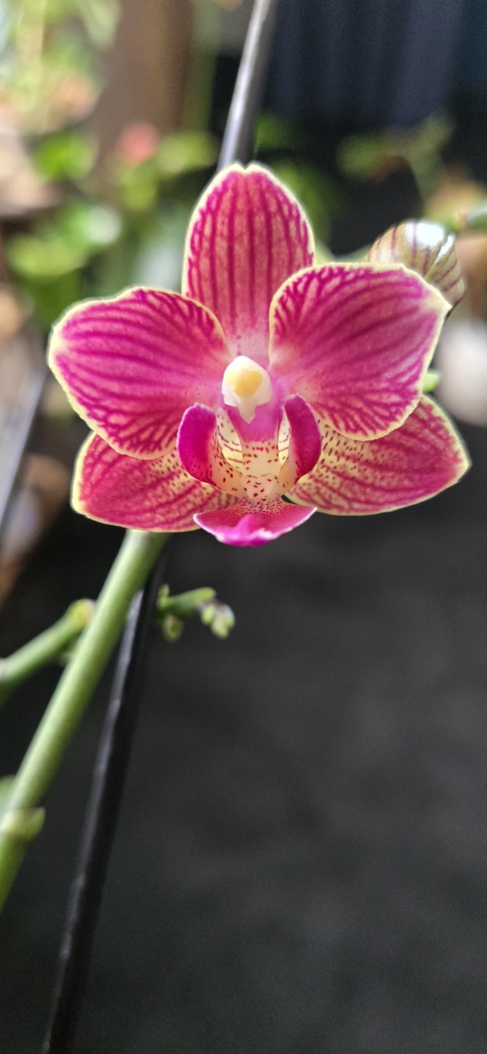 Miracle-Gro Indoor Plant Food Mist for Orchids, 8 fl. oz. (2-Pack) | Ready-To-Use Nutrient-Rich Orchid Plant Food, Liquid Plant Food Spray Directly on Leaves, Roots & Soil customer photo 1