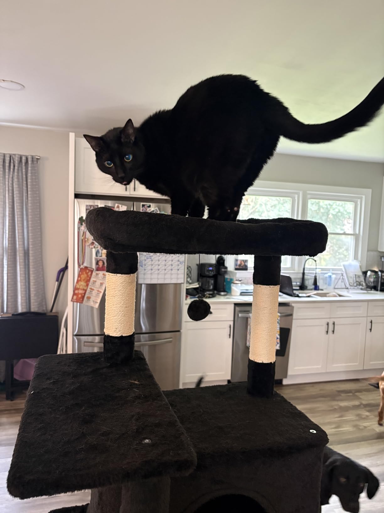 Cat Craft Cat Tree 63 Inch Cat Tower for Indoor Cats, Multi-Level Cat Tree for Large Cats 20 lbs+ Heavy Duty with Sisal Scratching Posts, Hammock, Condo and Extended Platform, Dark Grey customer photo 2