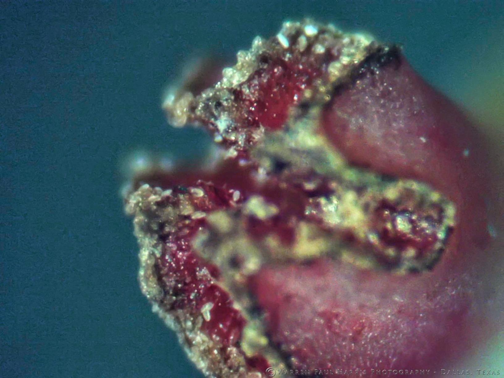 AmScope SE306R-PZ Forward Binocular Stereo Microscope, WF10x and WF20x customer photo 2