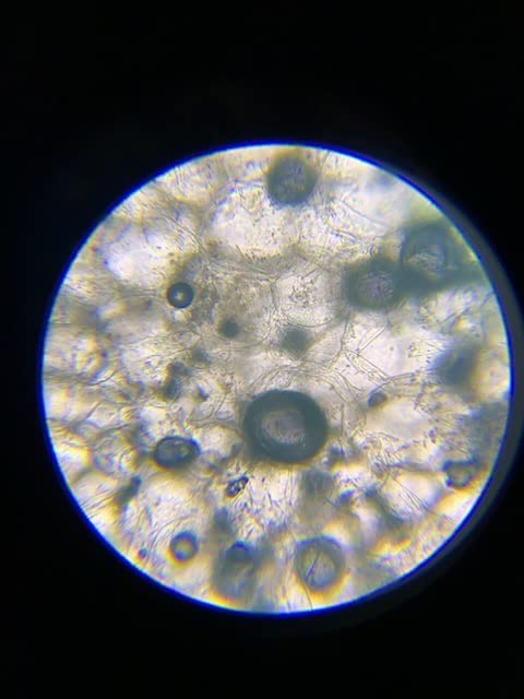 AmScope M162C-2L-PB10-WM