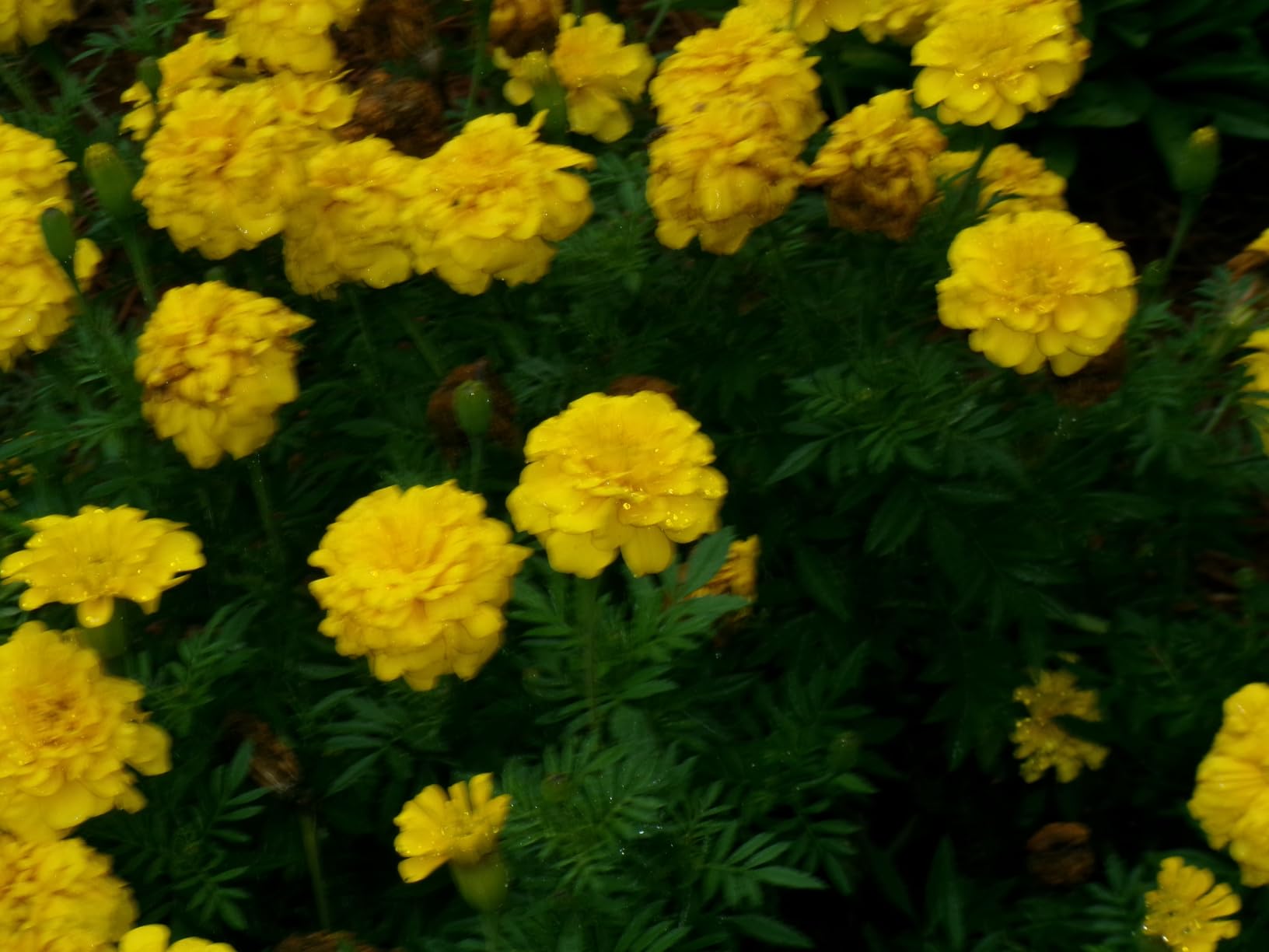 KODAK PIXPRO FZ55 16MP Compact Digital Camera, 5X Optical Zoom, Red customer photo 1