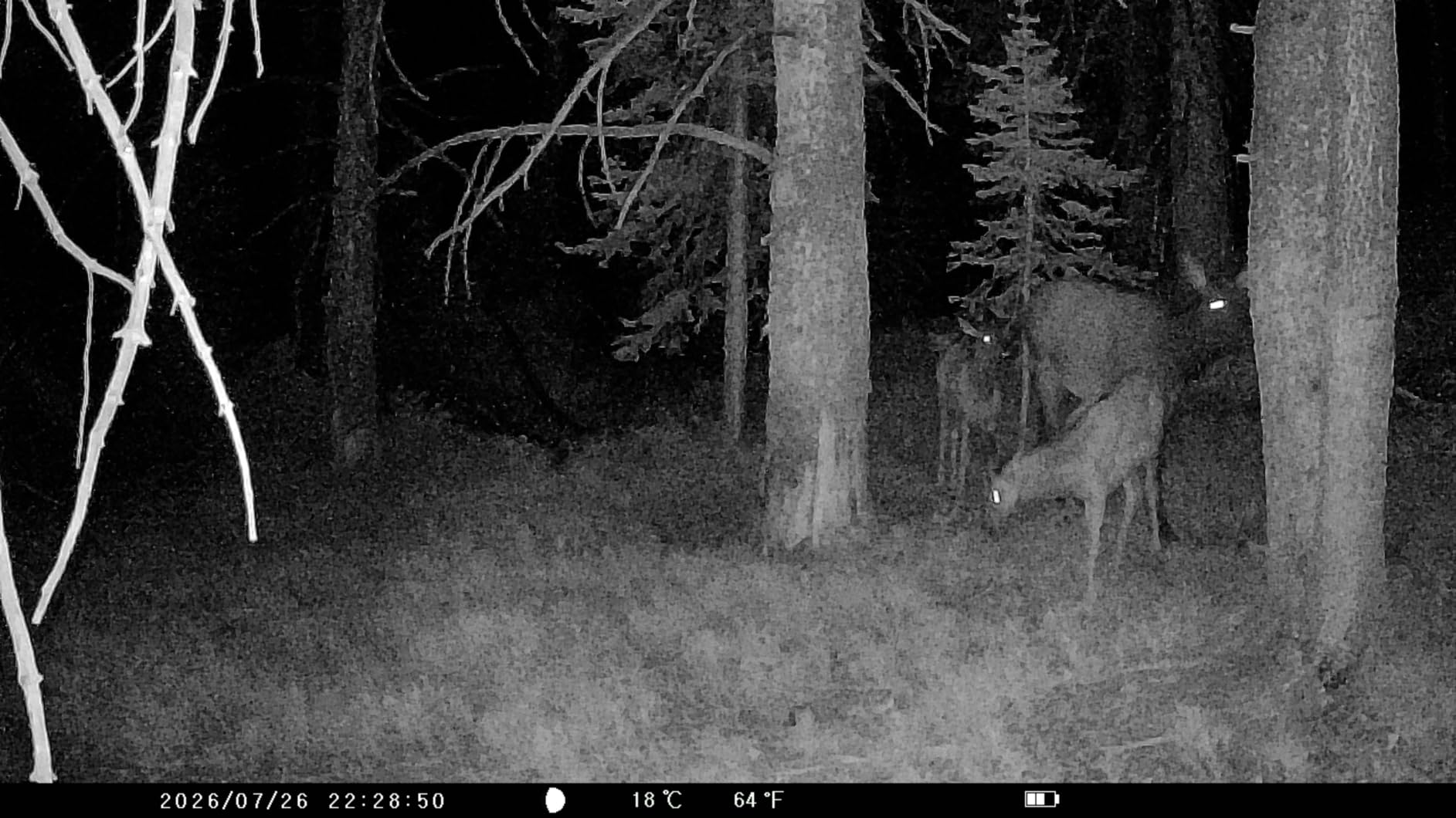 Punvoe Trail Camera 2 Pack 36 MP 2.7K Game Camera 32GB Memory Card 4 Batteries Time 2.0