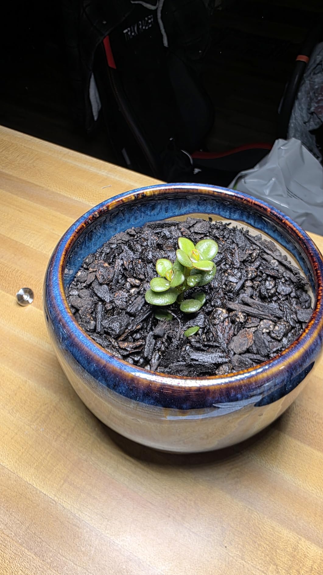 SQOWL Ceramic Planter 8 Inch - Pot for Indoor Outdoor Plants Round Ceramic Plant Pot with Drainage Hole and Saucer Modern Flower Pot Glazed Blue customer photo 2