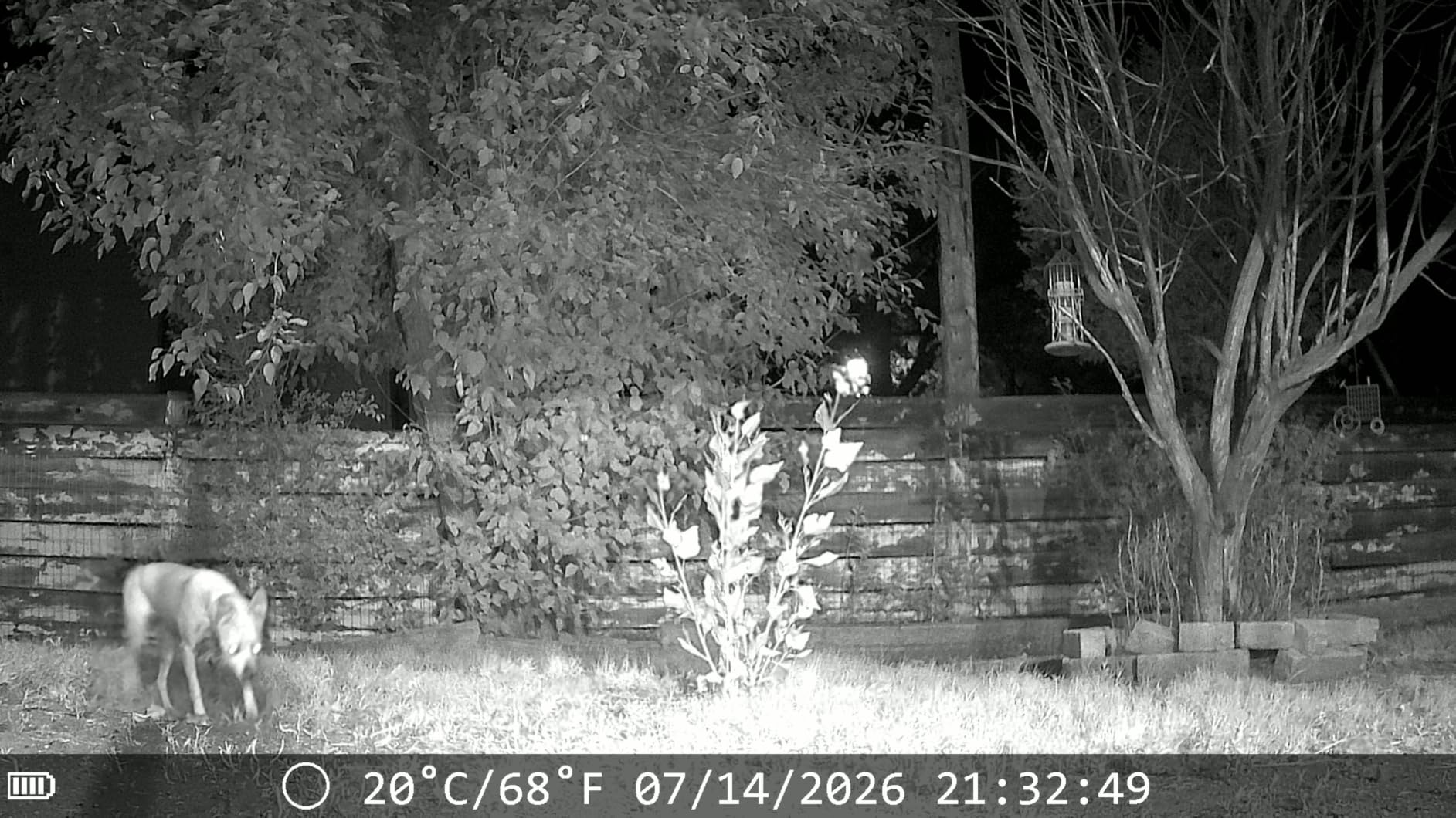MAXDONE Solar Trail Camera WiFi Bluetooth, 4K 64MP Night Vision Game Camera customer photo 1